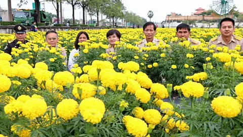 ผุดทุ่งดาวเรืองริมประเสริฐมนูกิจ เหลืองอร่ามบานสะพรั่ง 10 ไร่