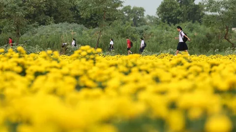 ที่นี่ลาดพร้าว ดาวเรืองบานสะพรั่ง เต็มพื้นที่หลังโรงเรียนสตรีวิทยา 2 