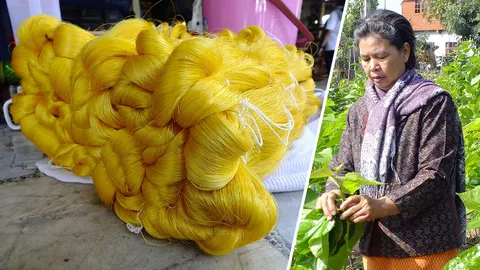 เปิดแผนขับเคลื่อนปี 61 มุ่งพัฒนาไหมไทยก้าวสู่ตลาดโลก