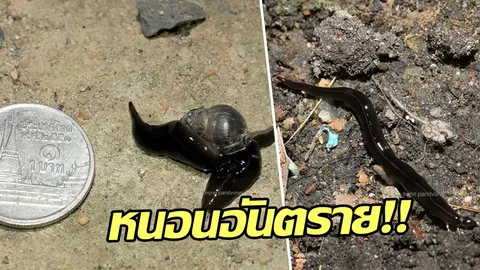 พบ "หนอนติดอันดับน่ากลัวที่สุดในโลก" ที่ปทุมธานี ทำคนตายได้