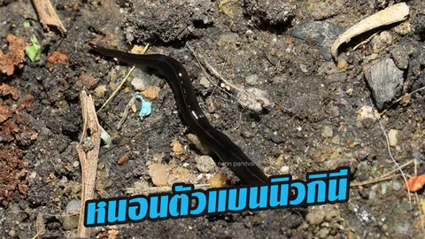 รู้จักเพชฌฆาตหน้าใหม่ 'หนอนตัวแบนนิวกินี' สับไม่ตาย แถมขยายพันธุ์เพิ่ม