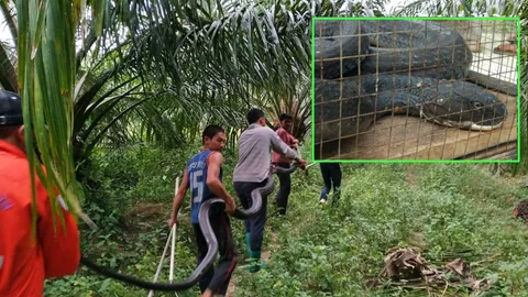 เดือด! จงอางยักษ์พิฆาตงูเหลือม ฟัดกันครึ่งวัน สุดท้ายไม่ได้กิน (คลิป) 