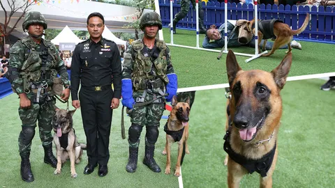 รับใช้ชาติก็ได้นะ 'เจ้าสี่ขาตัวแสบ' กับภารกิจสุนัขทหาร ฝึกมายังไง?