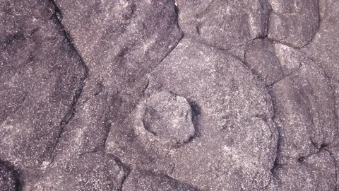 พบซากฟอสซิล 100 ปี และรอยเท้าเสือ ที่ป่าภูแฝก เร่งให้ จนท.เข้าตรวจสอบ