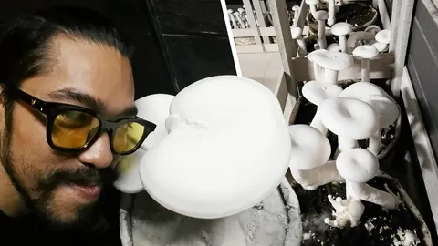 เพาะเห็ดยักษ์..หิมาลัย กก.ละ 700 ออเดอร์ครึ่งปี