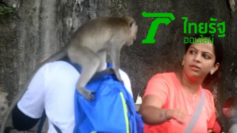 ระวัง! มาเฟียหน้าขน อาละวาดวัดถ้ำเสือ แก๊งลิงชิงทรัพย์กัดนักท่องเที่ยว