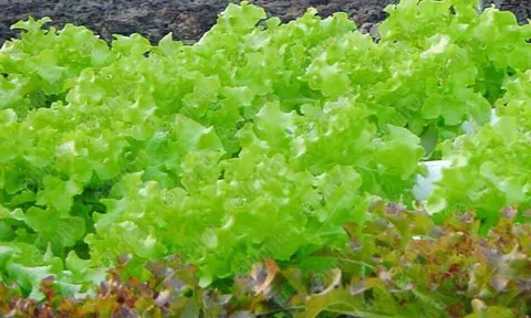 กินผักสลัดน้ำทุกวัน อาจช่วยปกป้องโรคร้าย ต้านมะเร็งเต้านม