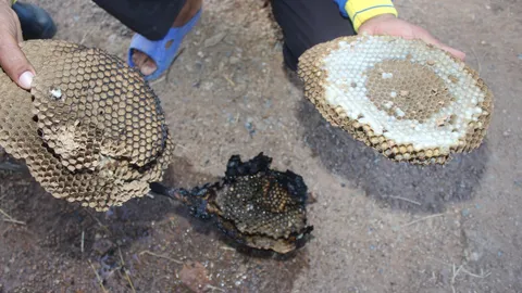 ผวา! ต่อหัวเสือ อาละวาดไล่ต่อยคน-สัตว์เลี้ยง เรียกกู้ภัยมาเผารังด่วน