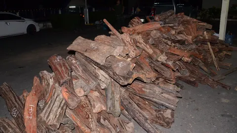 ขอนแก่น บุกจับไม้พะยุง246 ท่อน มูลค่า 9 แสน คนร้ายซุกไว้ในป่า