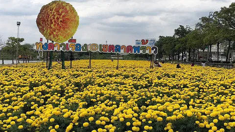 “รายงานวันจันทร์”-จากอดีตทุ่งทานตะวัน-ชวนชมทุ่งดาวเรือง ก่อนปิดตำนานทุ่งกลางกรุง