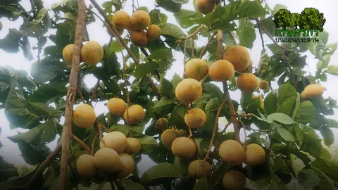 “กระท้อนผอบทอง” ดกหวานทั้งเปลือกผล