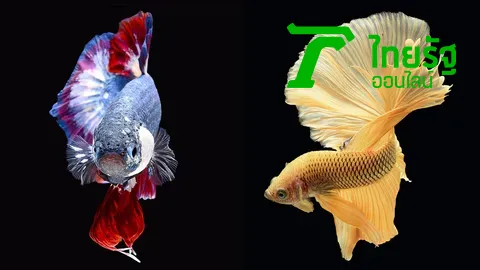 ประมงดันปลากัด สัตว์น้ำประจำชาติ