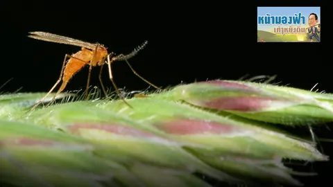 แมลงบั่ว...มาแล้ว