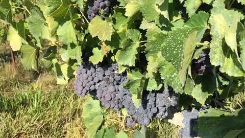 มนุษย์รู้จักกินองุ่น เมื่อกว่า 15,000 ปีก่อน