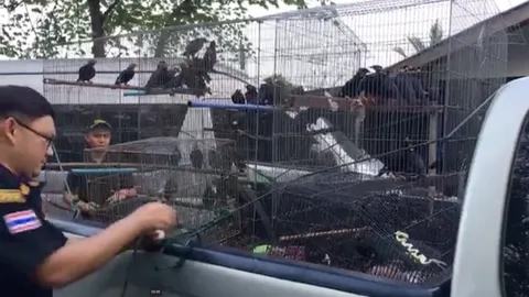 จนท.บุกจับ พ่อค้านกขุนทอง ขายผ่านเฟซบุ๊ก สารภาพ ทำร่วมกับน้องชาย