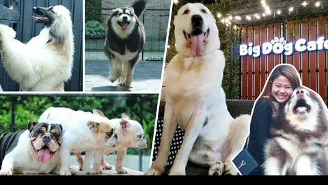 อ้อมกอดอุ่นๆ 'Big Dog Cafe' คาเฟ่หมาใหญ่ใจดี สายพันธุ์แปลกที่เดียวในไทย