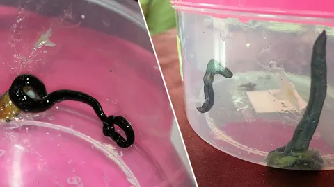 เกษตรกรคลายกังวลได้ หนอนตัวแบนนิวกินี ไม่ใช่ศัตรูพืช แต่เป็นปรสิต