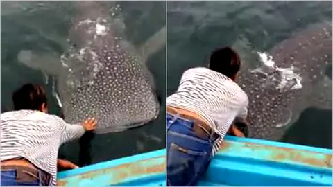 เชื่องจังเลยลูก! หนุ่มกวักมือเรียกฉลามวาฬมาลูบหัวเล่น ยักษ์ใหญ่แต่ใจดี (คลิป)