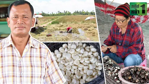 วังวนชาวนาแห้ว ทำมากพ่อค้ารวย