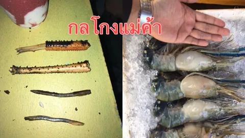 แม่ค้ามิจฉาชีพ! กุ้งยัดตะกั่ว ตลาดชายแดนแม่สอด ถ่วงน้ำหนักแหกตา
