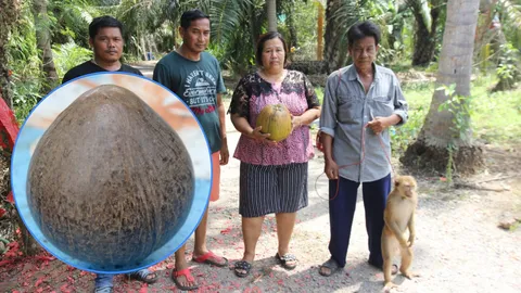 กะลามหาอุด มะพร้าวพิเศษหายากสุดๆ ไร้ปาก ไร้ตา ลูกเดียวครึ่งหมื่น  