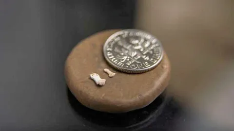 ศึกษายุคโบราณจากกระดูกสัตว์อายุ 45 ล้านปี