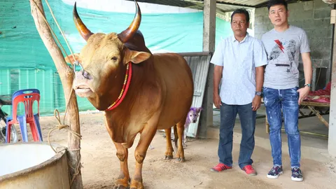 ฮือฮา วัวชนคู่ประวัติศาสตร์ จีนปะทะไทย 29 พ.ย.นี้ เดิมพันกระฉูด10ล้าน