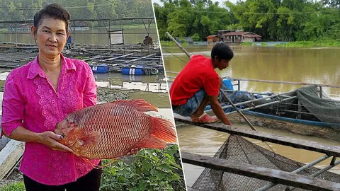 ปลาแรดในกระชังท่าซุง แปรรูปต่อยอดท่องเที่ยว