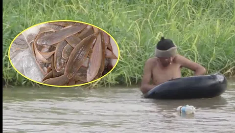 อร่อยเด็ด ปลาลิ้นหมา คลองชัยนาท มีให้กินเฉพาะหน้าหนาว  