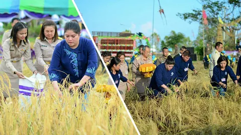 พระองค์เจ้าอทิตยาทร ร่วมพิธีทำขวัญข้าว ทรงลงแขกเกี่ยวข้าวกับชาวนาบ้านระไซร์