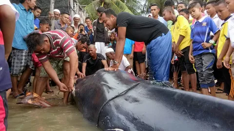 ช่วยไม่ทัน ปลายักษ์เกยตื้นตายที่ปัตตานี เป็นวาฬ แต่ไม่รู้พันธุ์อะไร 