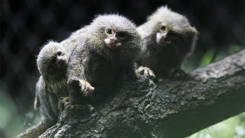 ลิงจิ๋ว เสี่ยงสูญพันธุ์ เพราะนำไปขายเป็นสัตว์เลี้ยง