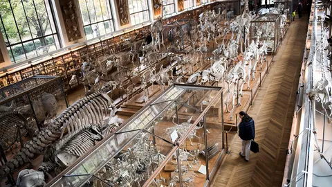 รอปรับปรุง พิพิธภัณฑ์ประวัติศาสตร์ธรรมชาติแห่งประเทศฝรั่งเศส 