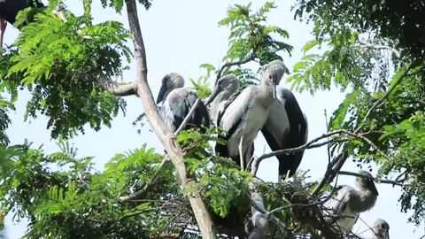 นกปากห่างทำรังหลายพันตัว เหม็นมาก ชาวนครสวรรค์ ผวา! หวัดนกช่วงหน้าหนาว