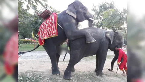 ลมหนาวพาคึก! พ่อช้างกรุงเก่าผสมพันธุ์โชว์ ฝรั่งมองร้องว้าวอเมซิ่ง!