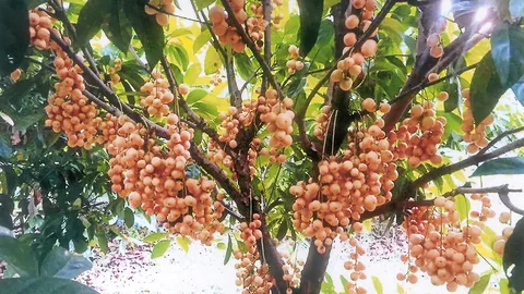 "มะไฟทองสยาม" หวานดกใหญ่ราคาดี