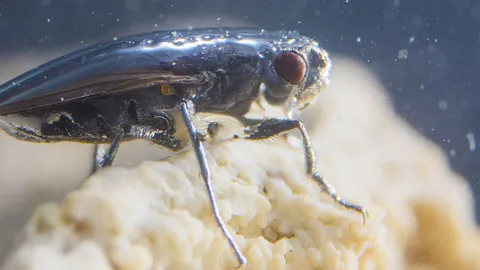 ไขความลับดำน้ำลึกของแมลงวันอัลคาไล