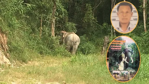 ช้างดารา พลายงางาม ตกมัน เหยียบเจ้าของดับคาสวนสัตว์เชียงใหม่ 