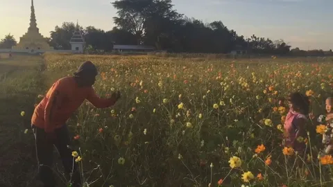 ไปเที่ยวโคราชกัน! ทุ่งคอสมอสวัดโป่งดินสอ บานสะพรั่งรับลมหนาว