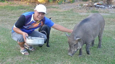 หมาหรือหมู? เจ้าเขี้ยวทอง หมูป่าแสนรู้ที่ชัยนาท น่ารัก เชื่อง แสนรู้ 