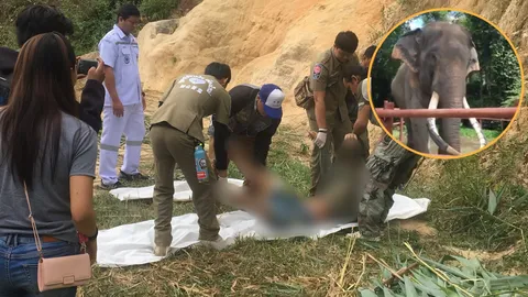 เผยสัมพันธ์ ช้างกับควาญ ช่วยปลดโซ่ แต่พลายยังตกมัน เหยียบตาย (คลิป) 