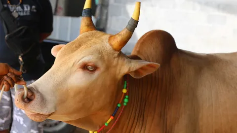 หนึ่งในล้าน! วัวชนตาเพชร เจ้าของเผยเรื่องแปลก ตาเปลี่ยนเป็นสีแดงวันพระ