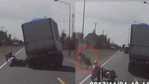 วินาทีชีวิต! 'ควาย' ตกใจวิ่งชนจยย. คนขี่ล้มกลางถนน 6 ล้อหวิดเหยียบซ้ำ (คลิป)