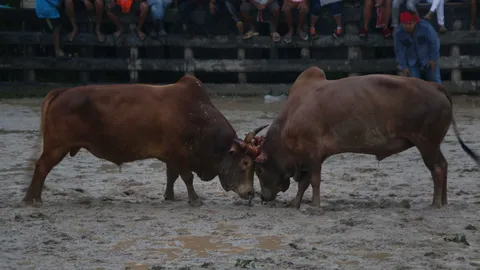 วัวชนจีนเฉือนเอาชนะวัวชนไทย ซิวเงินเดิมพัน 8 ล้าน ที่สงขลา 