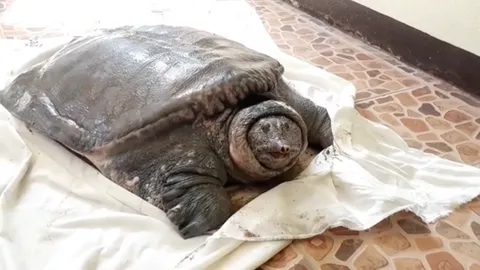 อะไร? อยู่กลางถนน ตายายตะลึง! ตะพาบยักษ์ อายุ 50 ปี ช่วยกันแบกไปปล่อย