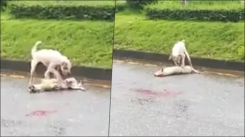 เห็นแล้วน้ำตาคลอ ตูบใช้ขาปลุกเพื่อนถูกรถชน แปลกใจทำไมเพื่อนไม่ฟื้น