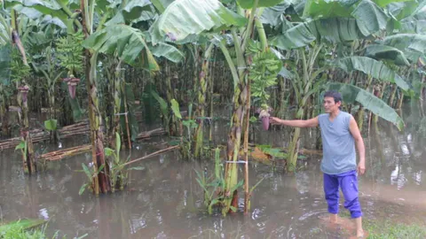 พิษน้ำท่วม! สวนกล้วยหอมเกษตรกรยะลา จมน้ำกว่า 4พันต้น เสียหายหลายแสน
