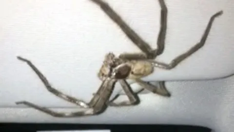 ขนลุก! สาวออสซี่ลั่นขายรถทิ้ง เจอแมงมุมยักษ์ไต่เฉียดหน้าหลายครั้ง (คลิป)