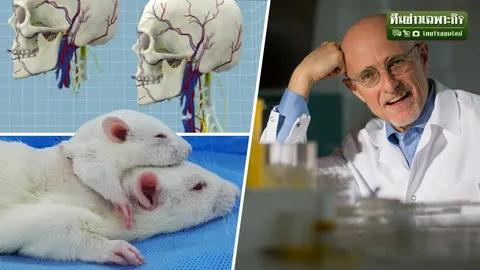 แพทย์อิตาลี สร้าง “หนู 2 หัว” มีชีวิต 36 ชั่วโมง ปูทางผ่าตัดต่อหัวคนได้จริงหรือ