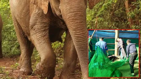 ช้างพังคลั่ง งวงรัดควาญจับฟาดพื้น เหยียบหัวเละ!